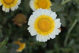 茼蒿花