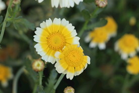 茼蒿花