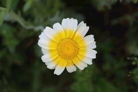 茼蒿花