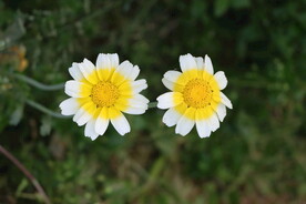 茼蒿花