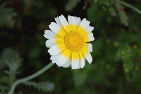 茼蒿花