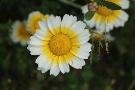 茼蒿花