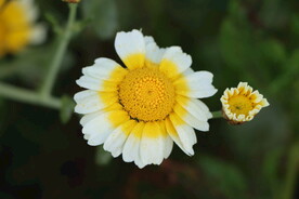 茼蒿花