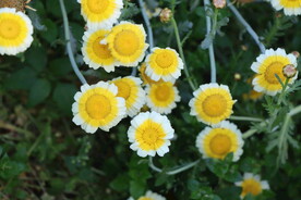 茼蒿花