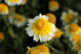 茼蒿花