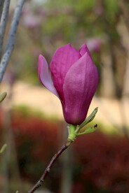 玉兰花 
