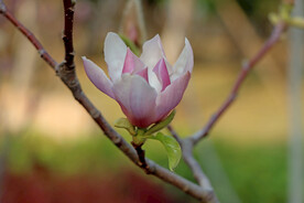 玉兰花