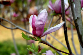 玉兰花