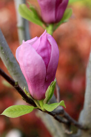 玉兰花