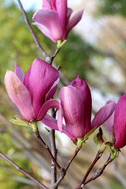 玉兰花