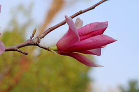 玉兰花