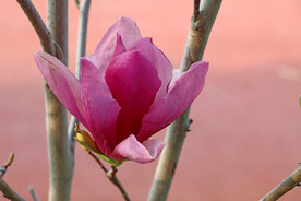 玉兰花