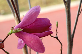 玉兰花