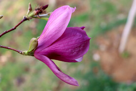 玉兰花