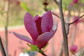玉兰花