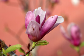 玉兰花
