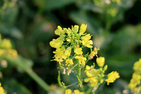黄菜花