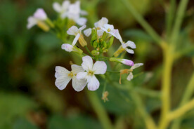 萝卜菜花