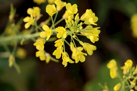 黄菜花