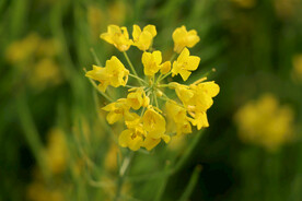 黄菜花