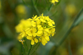 黄菜花
