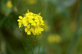 黄菜花