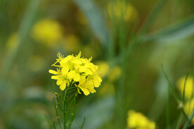 黄菜花