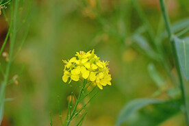 黄菜花