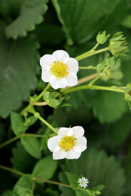 草莓花