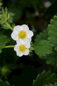 草莓花