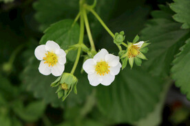 草莓花
