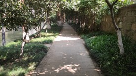 阳光林荫小道光斑