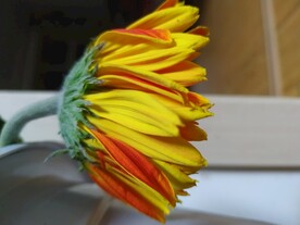 鲜花壁纸