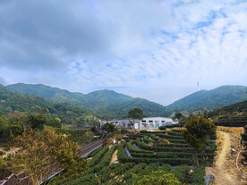 茶山自然风景
