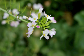萝卜菜花