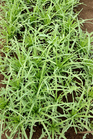 苦麦菜