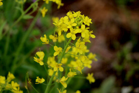 黄色菜花