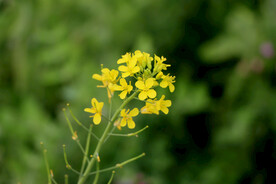 黄色菜花