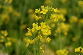 黄色菜花