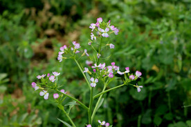 黄色菜花