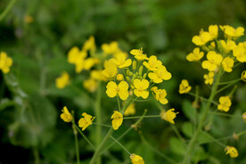 黄色菜花