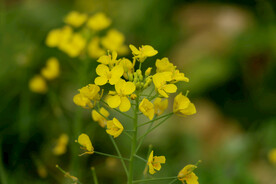 黄色菜花