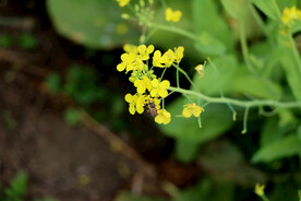 黄色菜花
