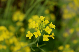 黄色菜花