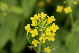 黄色菜花
