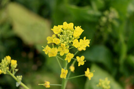 黄色菜花