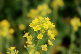 黄色菜花