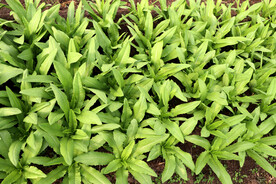 油麦菜种植