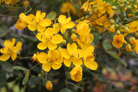 黄槐决明花