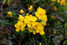 黄槐决明花